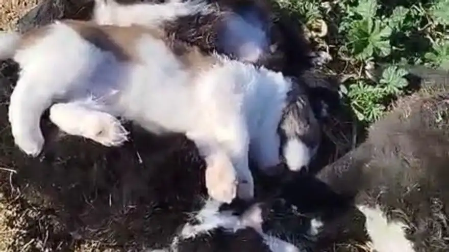Tragedia en Badajoz: 32 perros hallados muertos en condiciones inhumanas