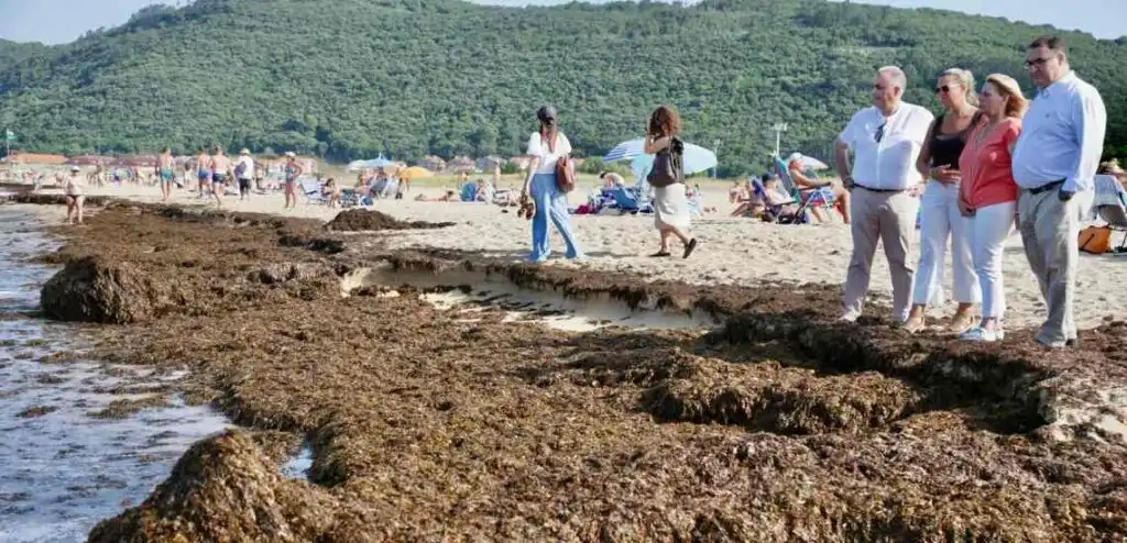 La Invasión de Algas en las Playas de Noja: Un Desafío Ambiental