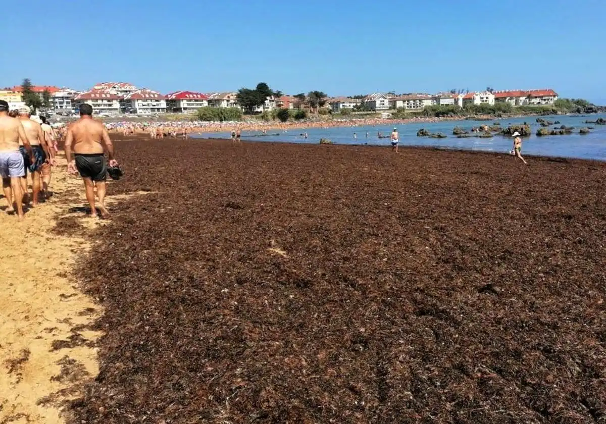 La Invasión de Algas en las Playas de Noja: Un Desafío Ambiental
