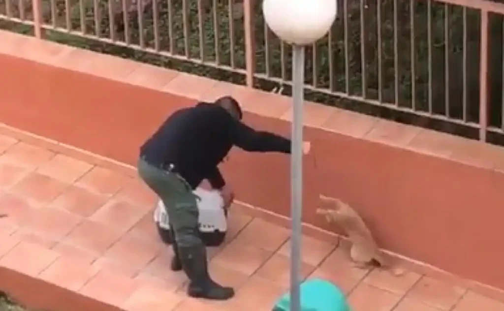 Crisis de Gatos en Rincón de la Victoria: Una Comunidad Atrapada