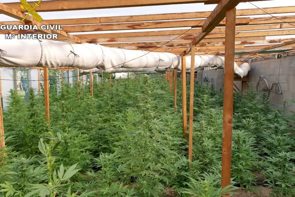 Desmantelamiento de un Cultivo Ilegal de Marihuana en Cheste