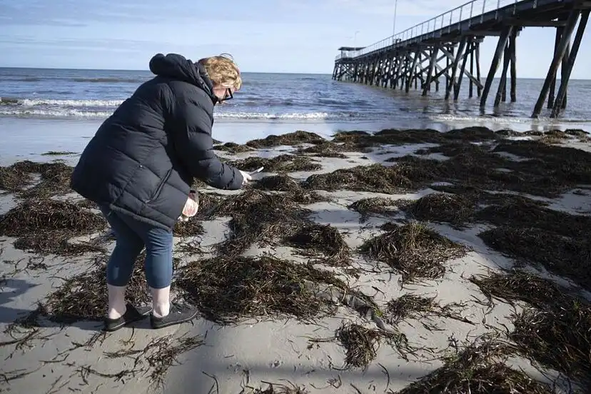 Crisis Ecológica en Australia: La Proliferación de Algas Tóxicas y su Impacto Devastador