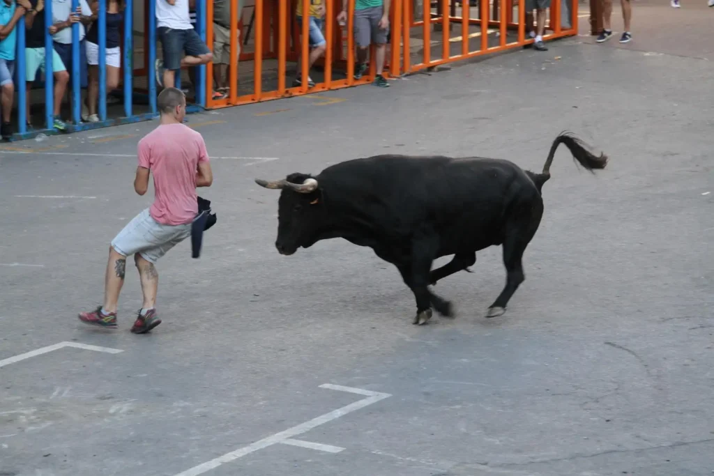 El Toro Embarcado de Jérica: Un Escape Inesperado Durante las Fiestas