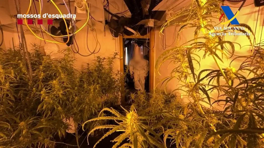 El Aumento del Fraude Eléctrico en Plantaciones de Marihuana en Catalunya