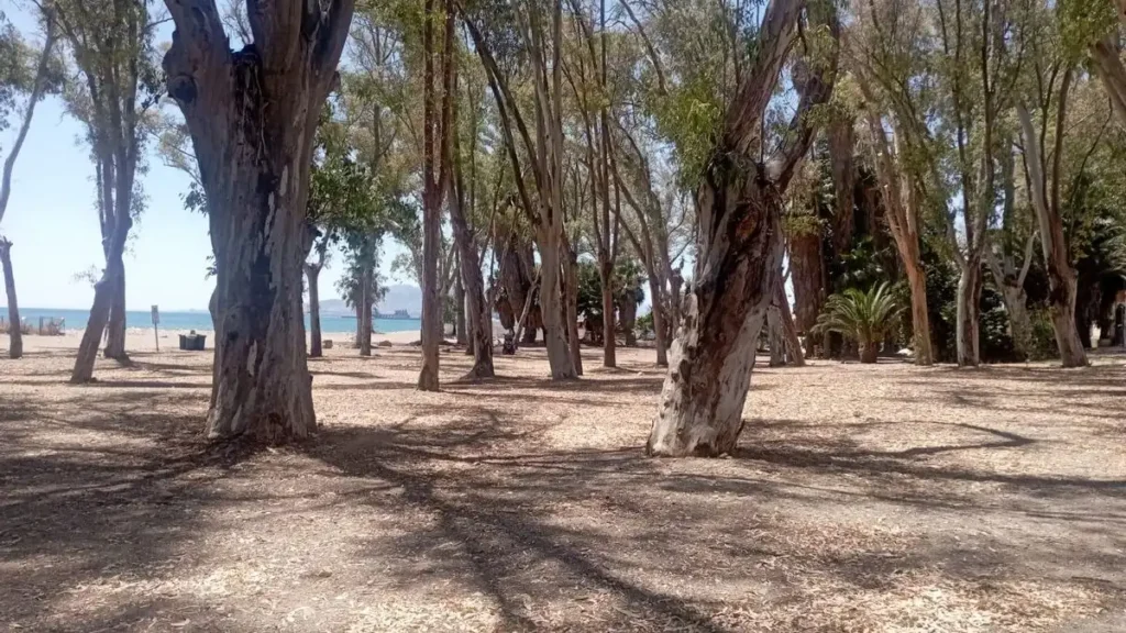 Controversia en los Baños del Carmen: La Tala de Eucaliptos Genera Divisiones