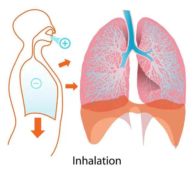 La Importancia de la Respiración en la Salud Cardiovascular