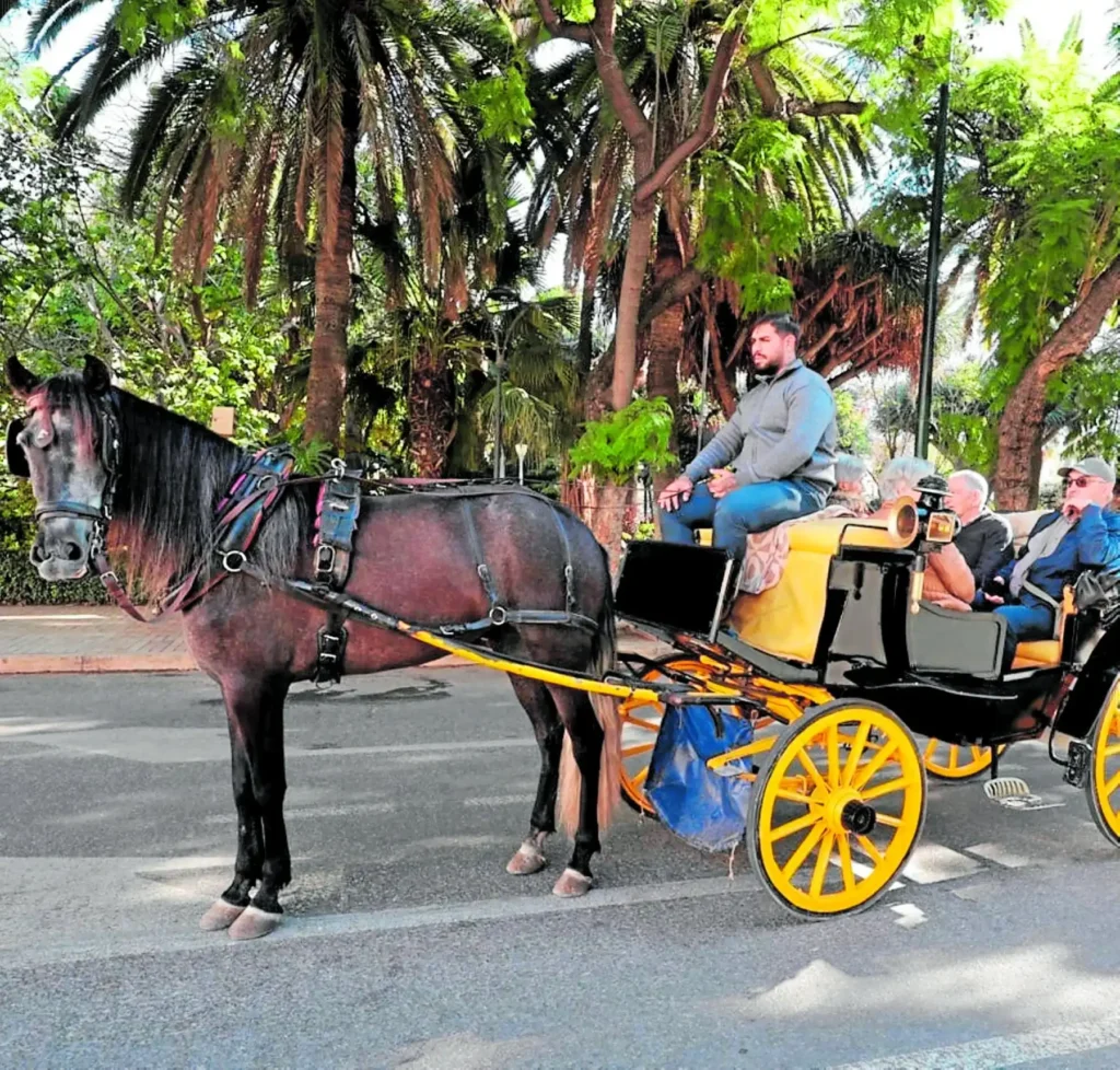 El Futuro de los Caballos en Málaga: Tradición vs. Bienestar Animal