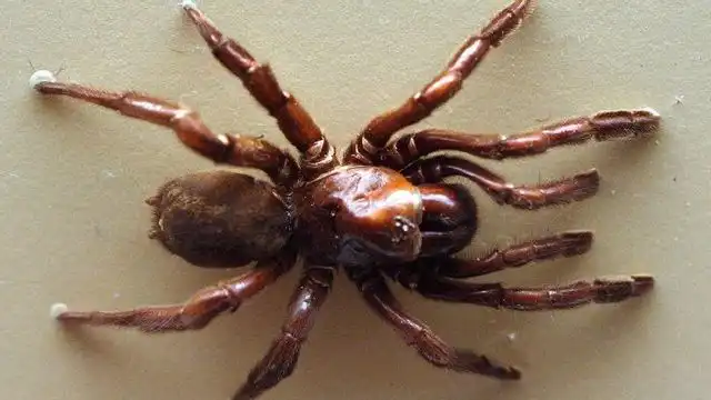 La Araña Número 16: Un Récord de Longevidad en el Mundo Arácnido