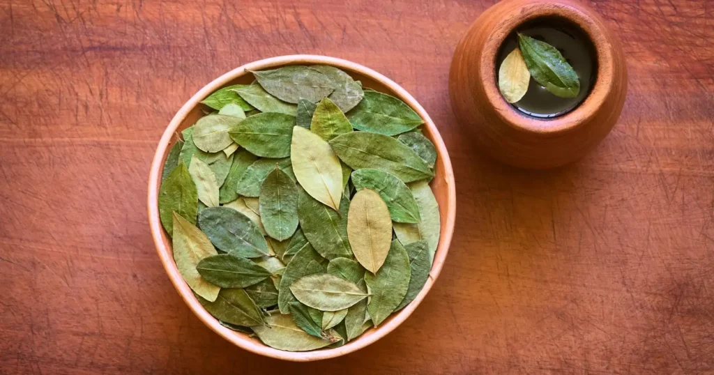 La Hoja de Coca: Un Estimulante Cultural en la Mira de la Ciencia