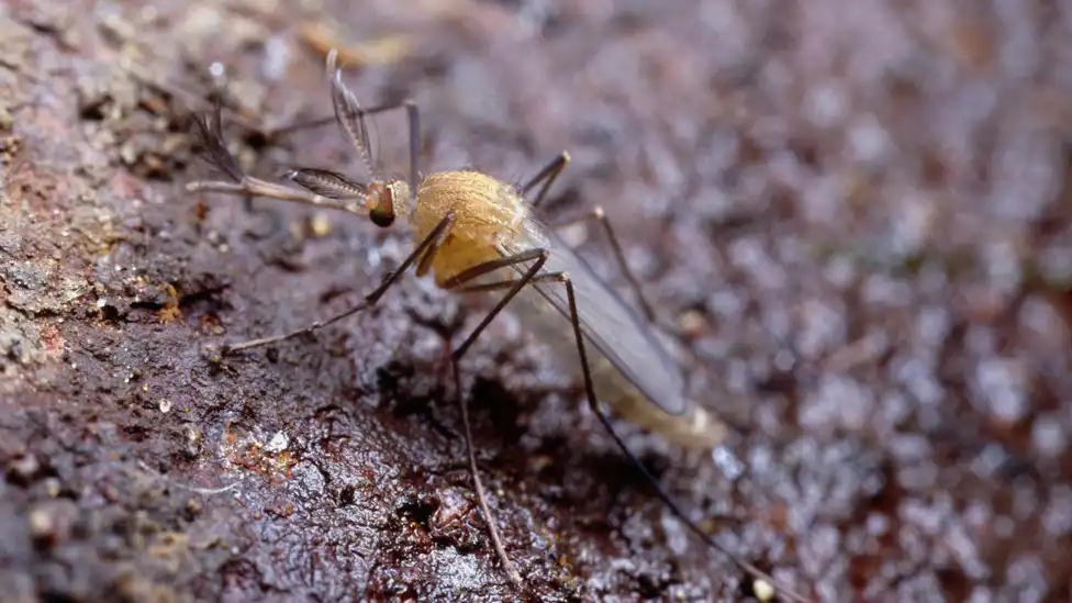 El Enigma del Mosquito del Metro: Nuevas Revelaciones sobre su Origen y Transmisión de Enfermedades