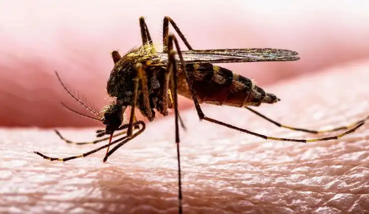 El Misterioso Origen del Mosquito del Metro y su Impacto en la Salud Pública