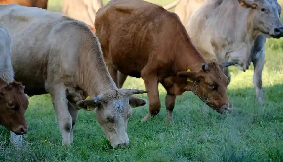 Apoyo Financiero para Combatir la Tuberculosis Bovina en Extremadura