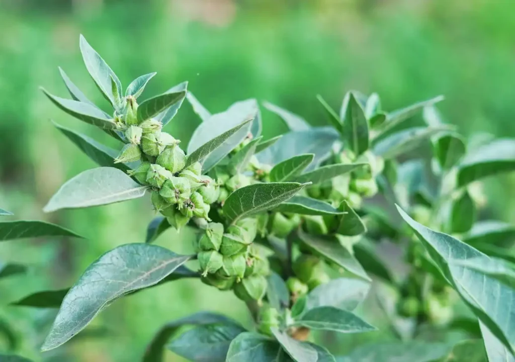 Ashwagandha: La Planta que Promete Mejorar tu Sueño y Reducir el Estrés
