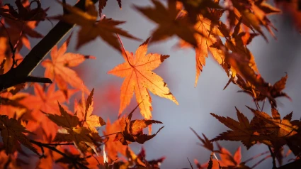 Alicante: Un Otoño Caliente y sus Consecuencias