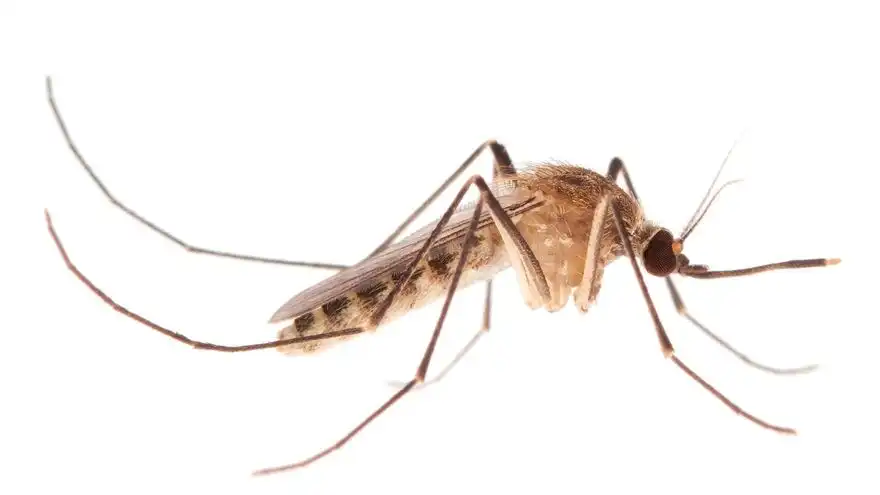 Descubriendo el Origen del Mosquito del Metro y su Relación con la Fiebre del Nilo