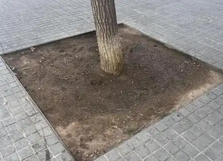 El destino de un árbol en el Eixample: cemento en lugar de sombra