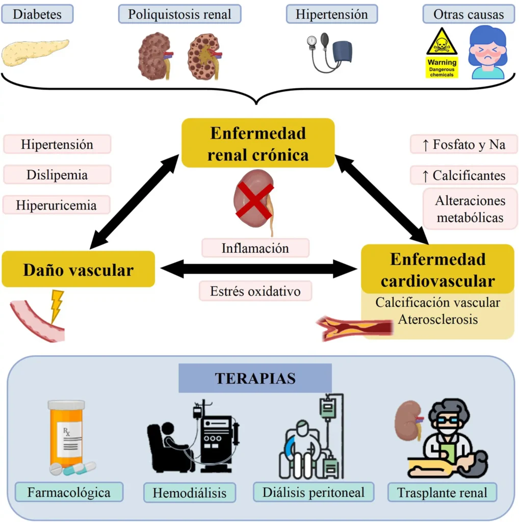 Crecimiento y Desafíos en el Tratamiento de Enfermedades Renales en España