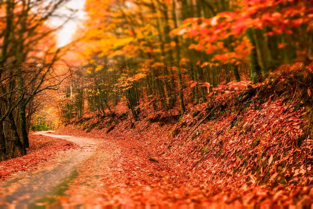 Descubre el Otoño Mágico en el Valle del Ambroz: Naturaleza y Tradición
