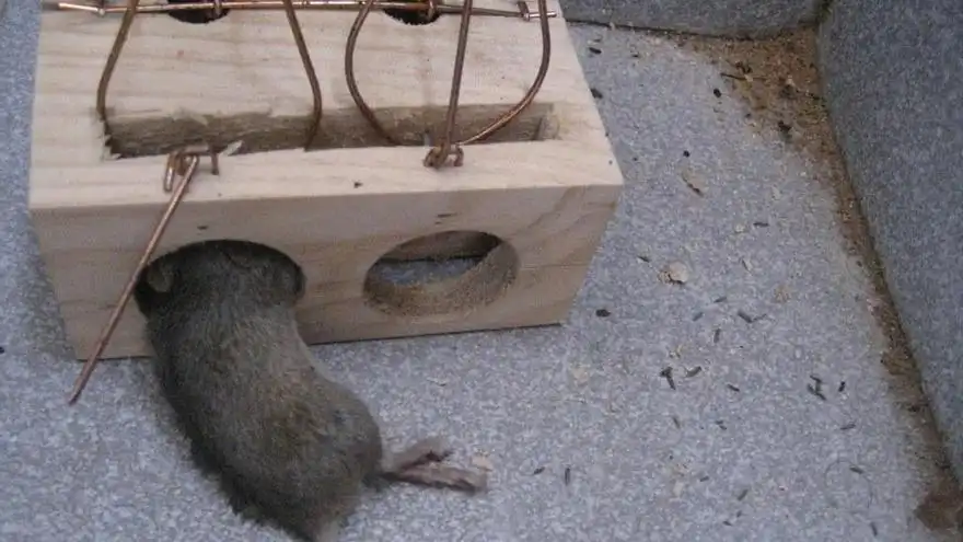 Incidente de Salud Pública en Centro de Discapacidad de Navarra: Ratas y Mordeduras