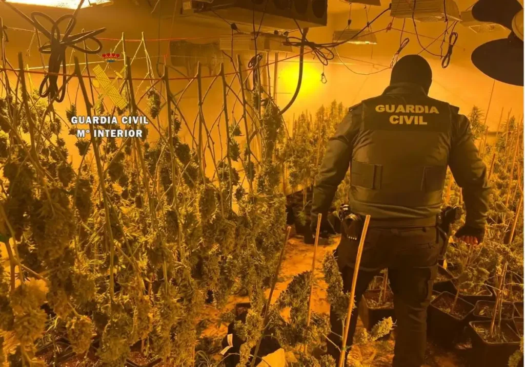 Desmantelan Red de Cultivo de Marihuana en Cártama: Seis Arrestos