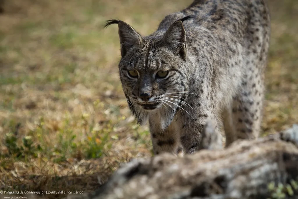 El misterio del lince blanco: un fenómeno de despigmentación temporal