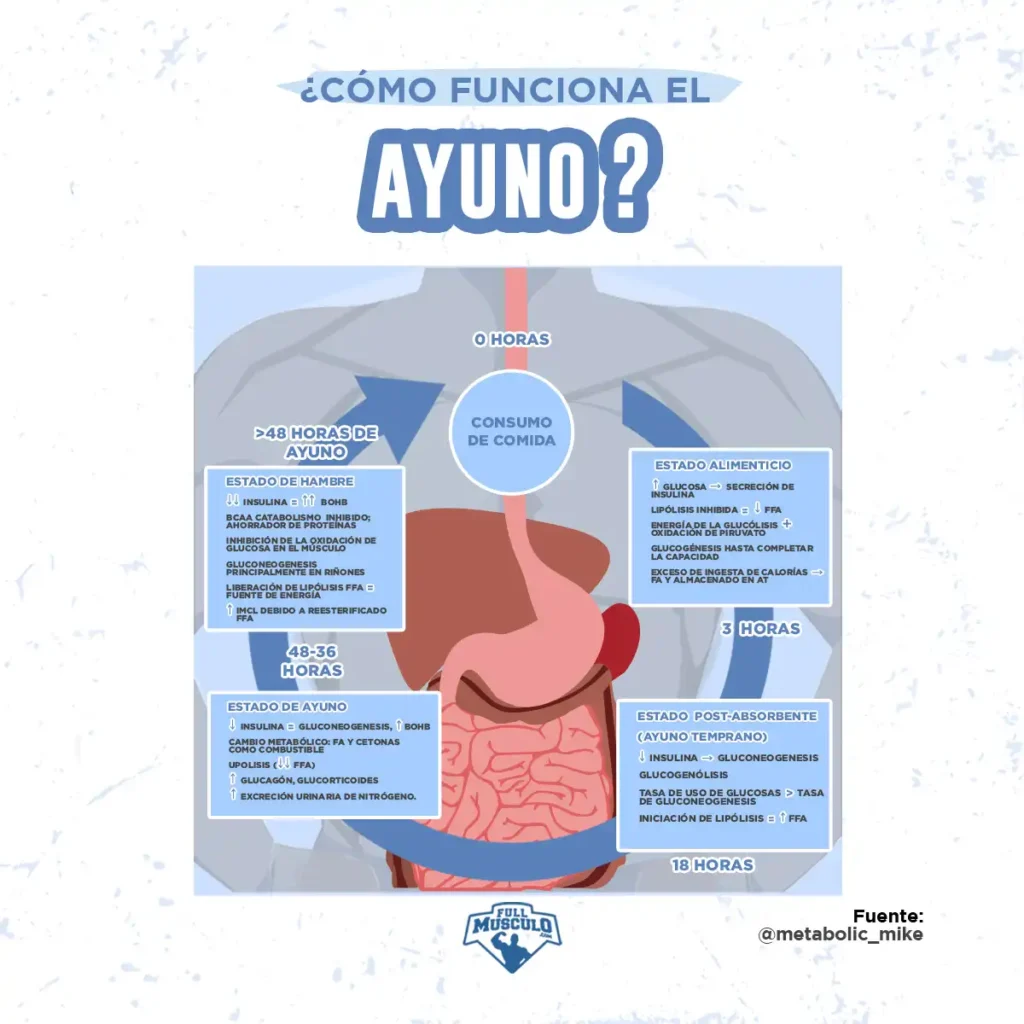 Transformaciones del Cuerpo Durante un Ayuno de 36 Horas