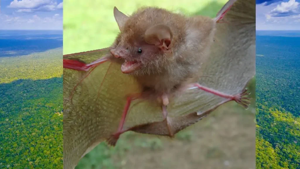 Descubrimiento de Seis Nuevas Especies de Murciélagos en Filipinas