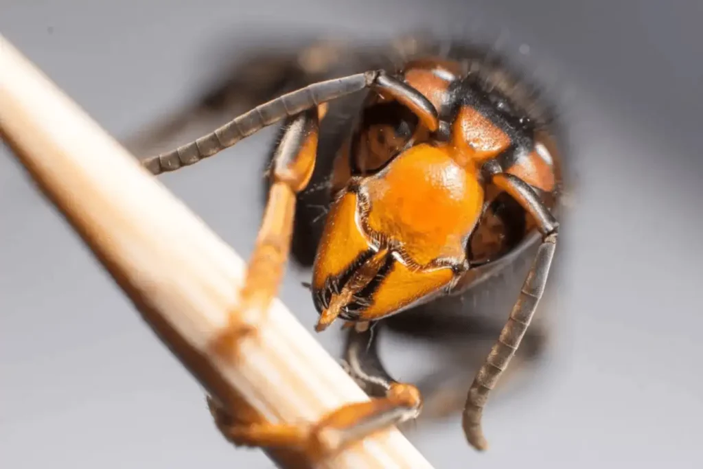 La Amenaza de la Avispa Velutina: Un Peligro Creciente en Galicia y Más Allá