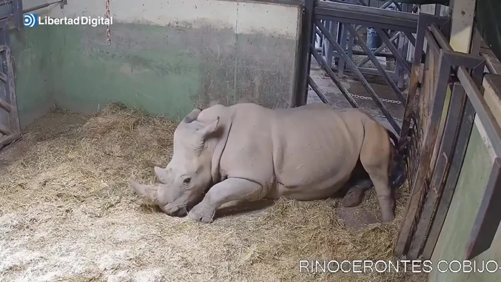 Un Nuevo Comienzo: El Nacimiento de un Rinoceronte Blanco en Bioparc Valencia