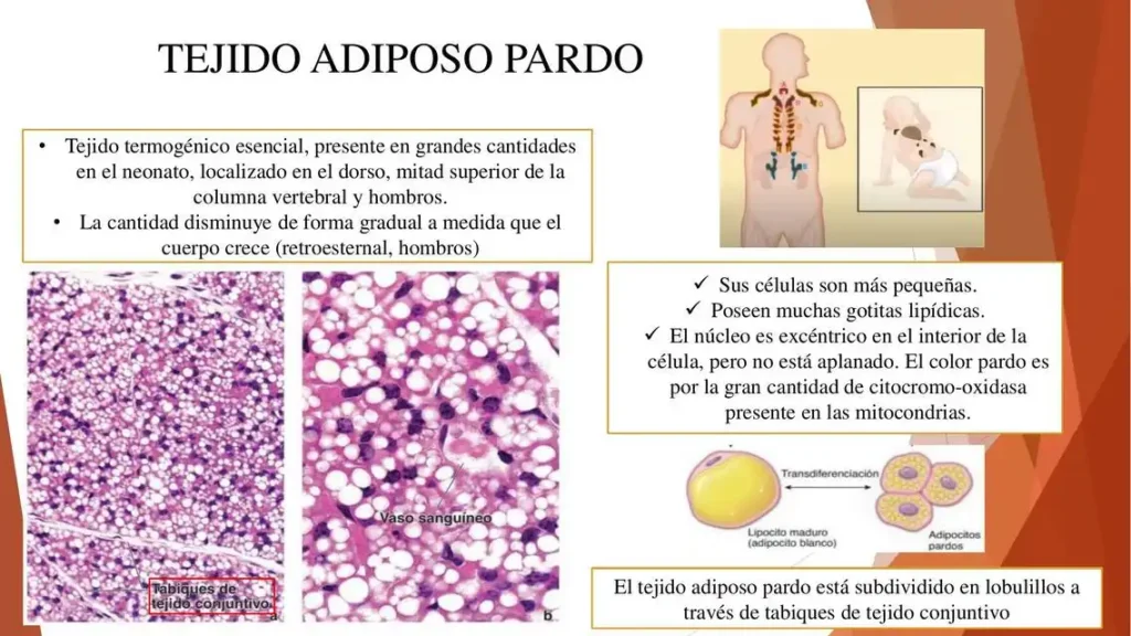 Investigación Revolucionaria sobre el Tejido Adiposo Pardo y su Impacto en el Envejecimiento