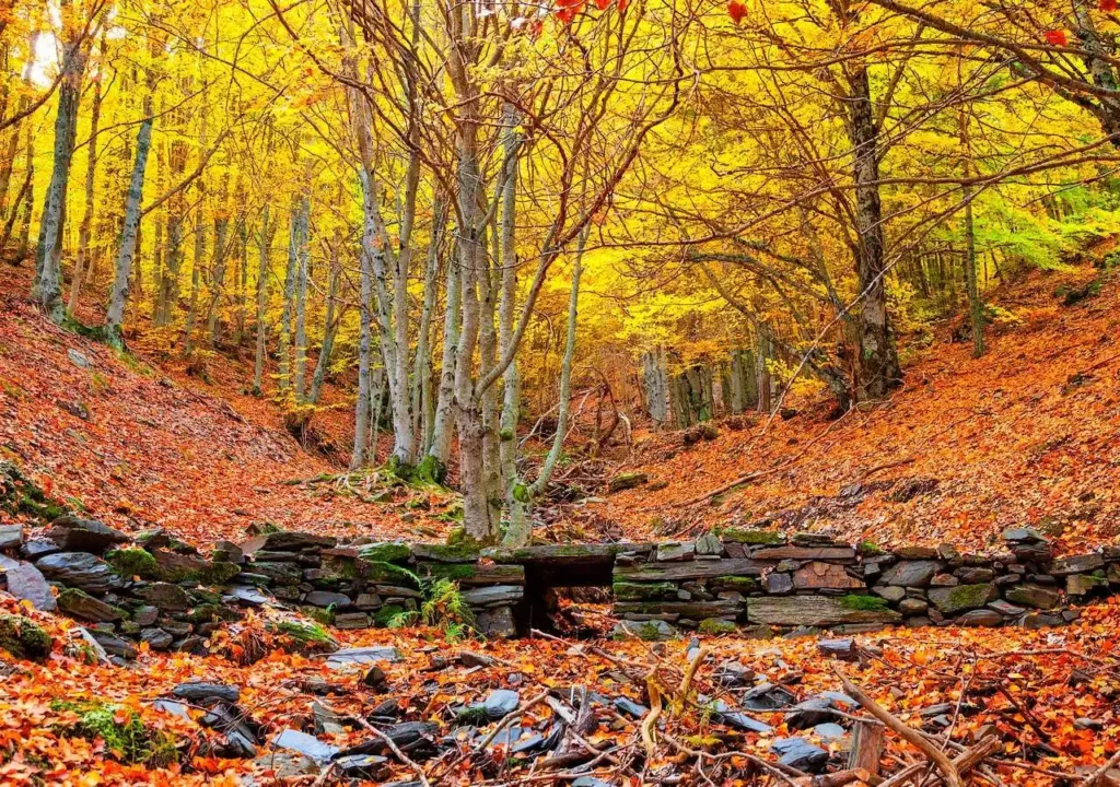 Explorando la Belleza Otoñal de los Parques Nacionales en España