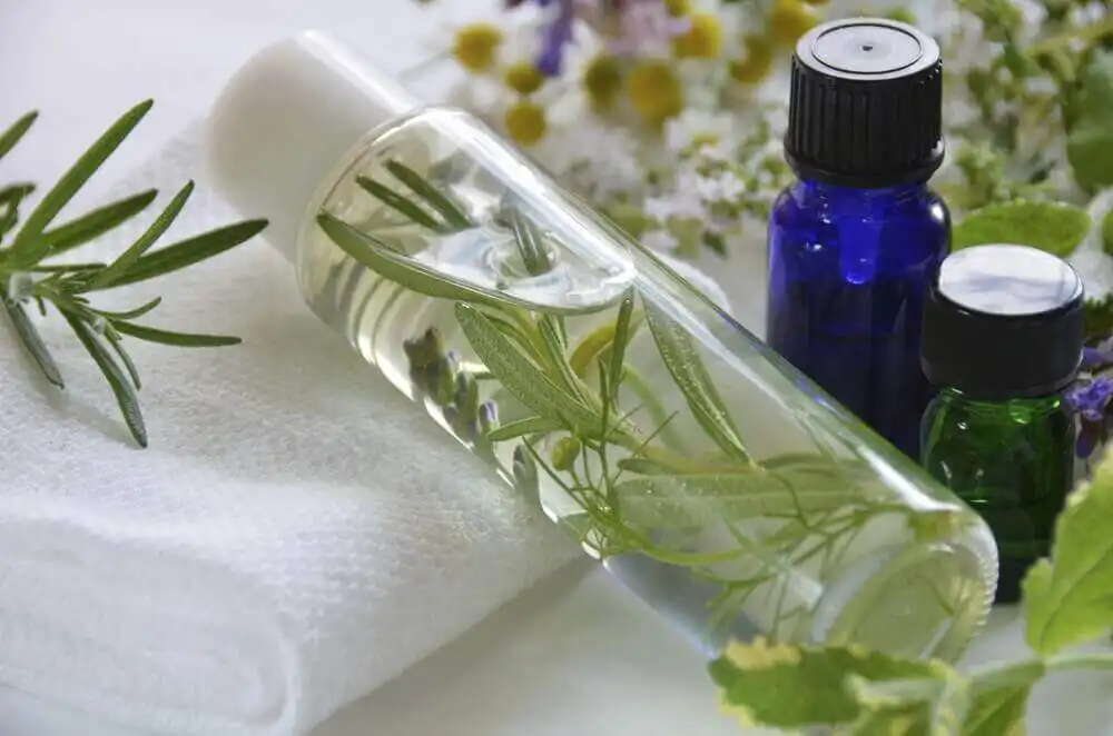 El Poder del Romero: Ciencia y Belleza en la Cicatrización de la Piel