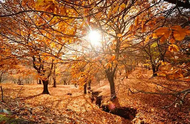 El Bosque de Cobre: Arte y Color en los Pueblos de Málaga