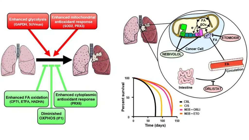 Nuevas Fronteras en la Lucha Contra el Cáncer de Pulmón: Un Mecanismo Metabólico Revelado