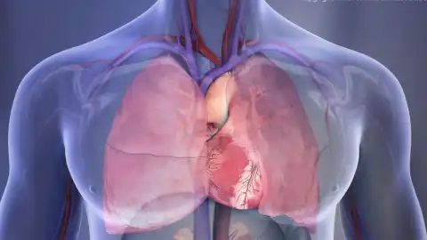 Melatonina y Salud Cardiaca: Un Estudio Preliminar que Genera Preocupación