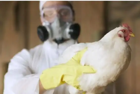 El Resurgimiento de la Gripe Aviar: Un Desafío para la Salud Pública y Animal