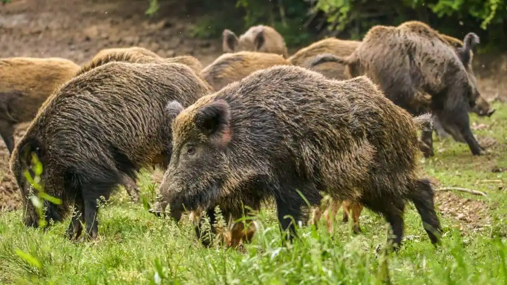 Impulso a la Carne de Jabalí en Catalunya: Oportunidades y Desafíos
