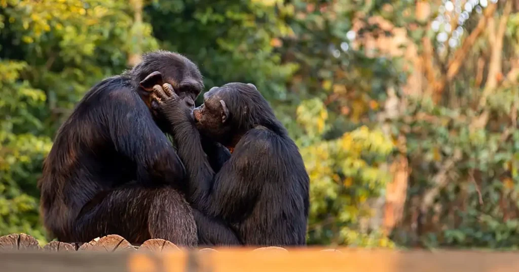 El Beso: Un Comportamiento Evolutivo en la Historia de la Humanidad y los Primates