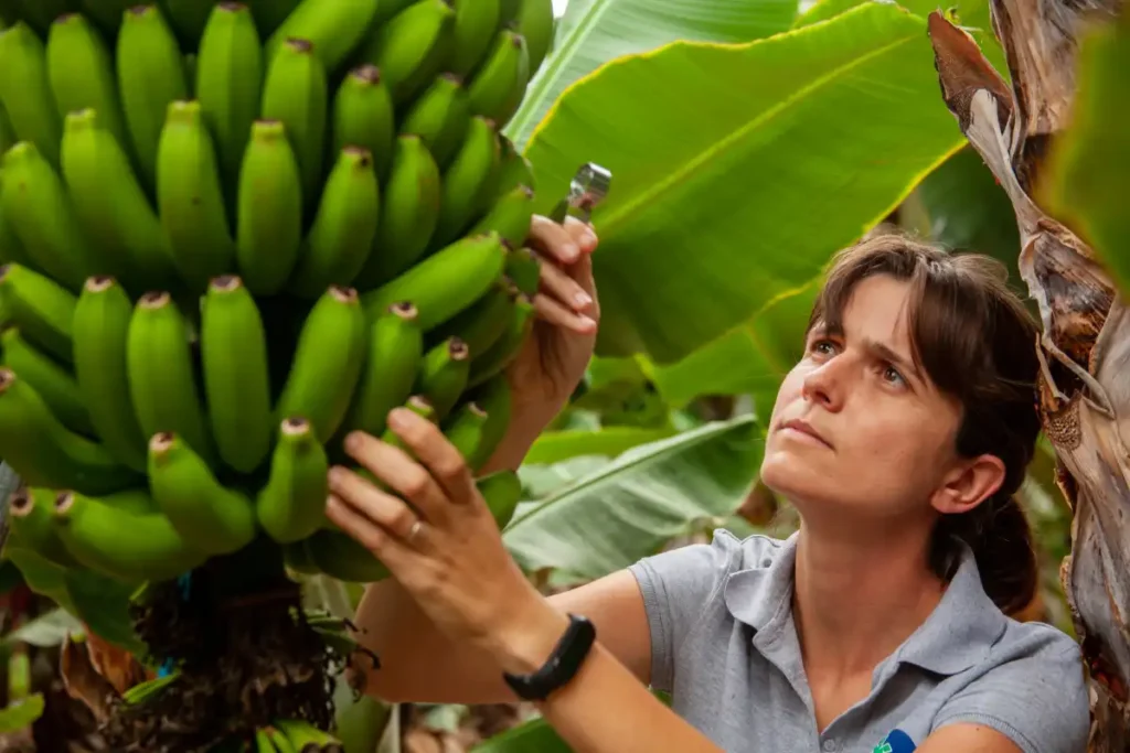 El Plátano de Canarias: Rey del Consumo en Europa a Pesar de su Aumento de Precio