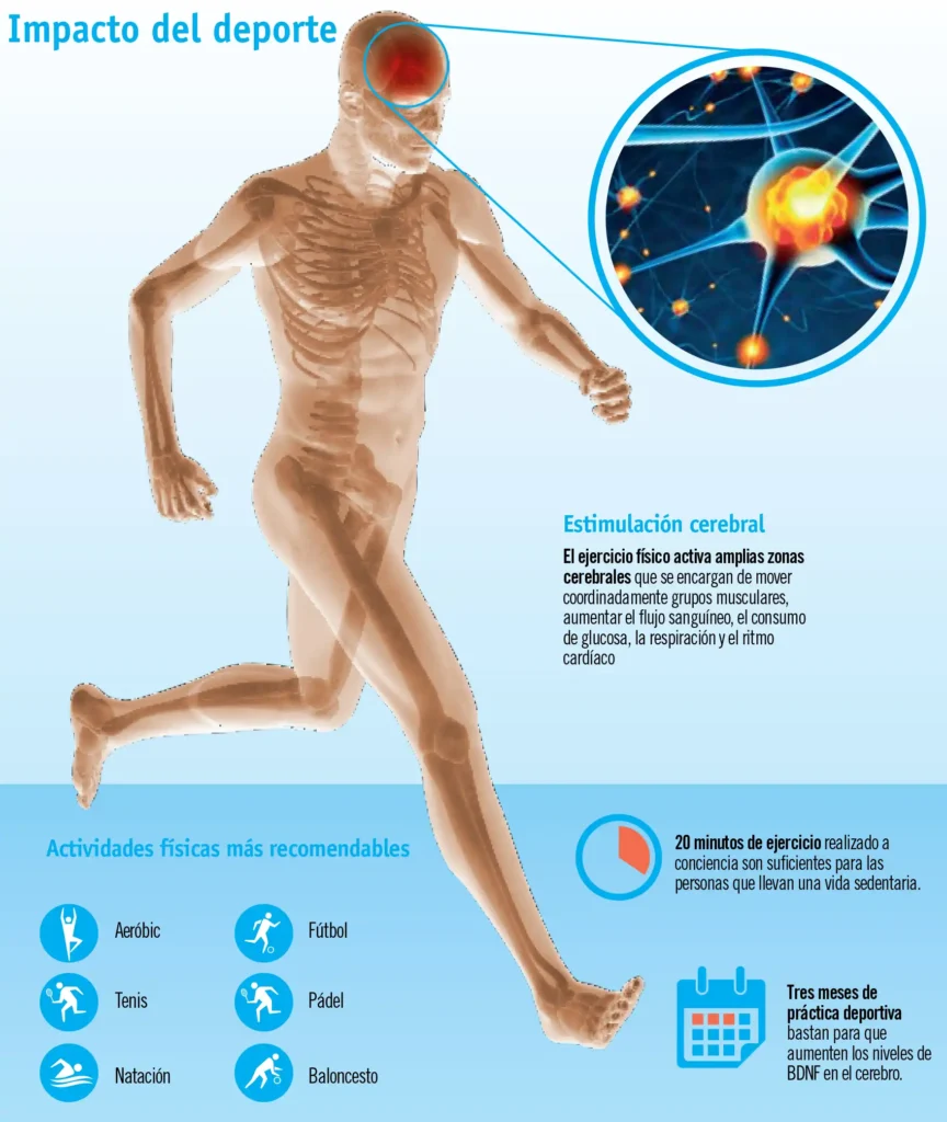 El Impacto de la Composición Corporal en la Salud Cerebral