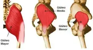 La Relación Entre la Forma del Glúteo Mayor y la Salud Metabólica