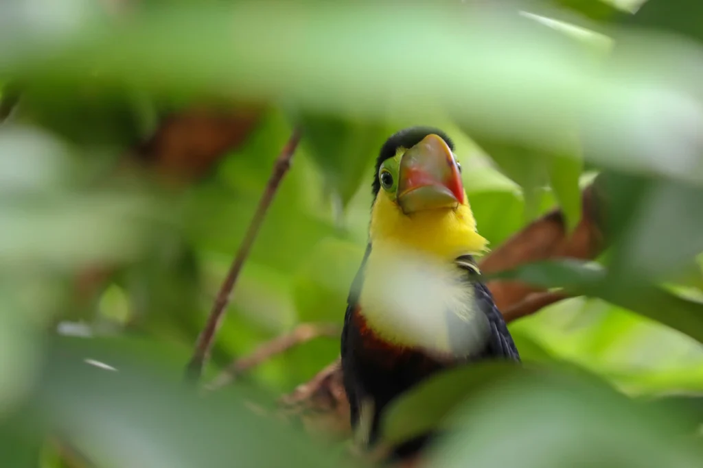 El Impacto de los Fuegos Artificiales en las Aves Urbanas: Un Llamado a la Conciencia