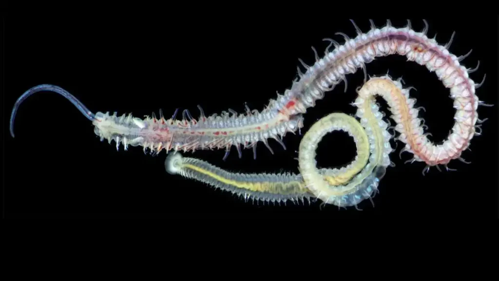 Un Parásito Milenario: La Conexión entre el Pasado y el Presente en los Mariscos
