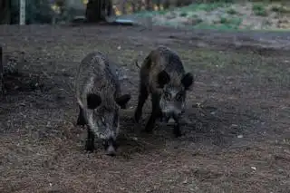 La Peste Porcina Africana Resurge en Catalunya: Un Alerta para el Sector Ganadero