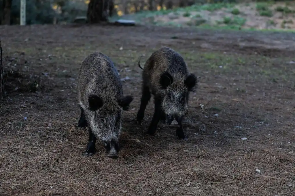Impacto de la Peste Porcina Africana en el Sector Ganadero Catalán