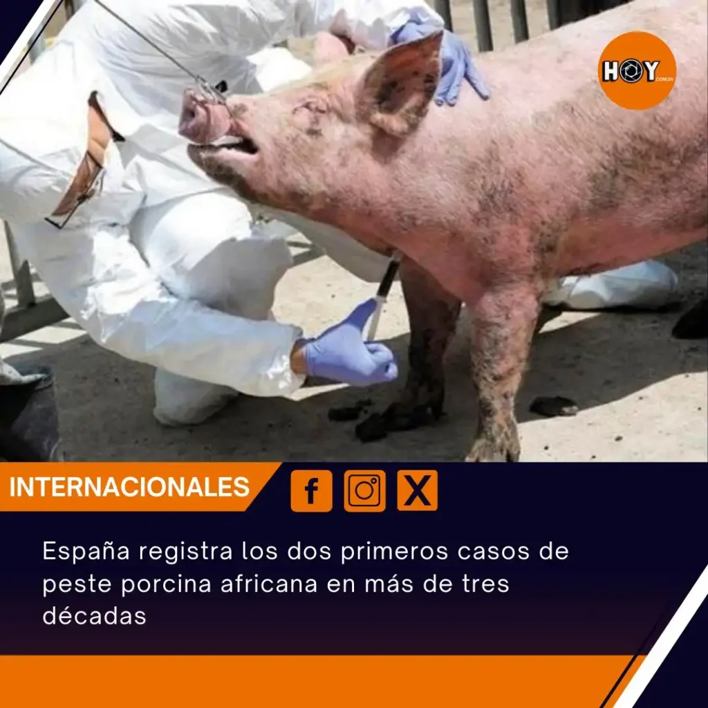 Alerta Sanitaria: Primeros Casos de Peste Porcina Africana en España Desde 1994