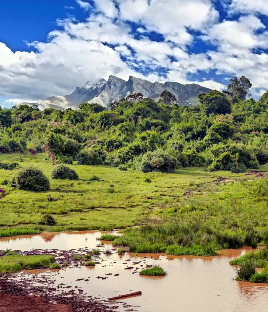 Los Bosques Africanos: De Sumideros de Carbono a Fuentes de Emisiones