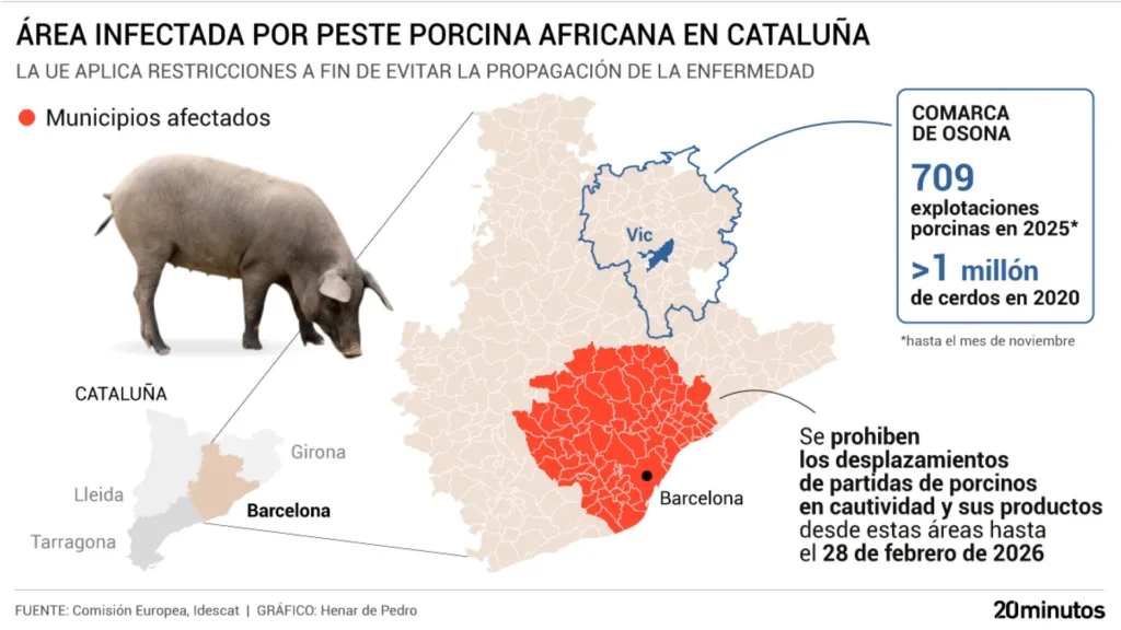 Restricciones en Catalunya ante el brote de peste porcina africana