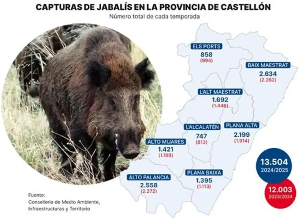 Creciente Población de Jabalíes y su Impacto en la Comunitat Valenciana