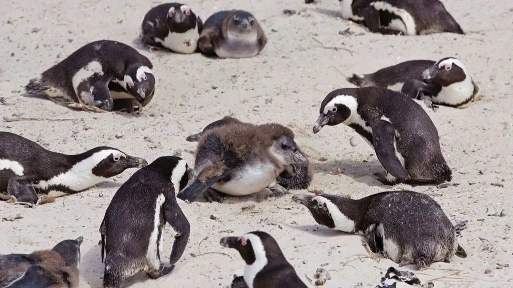 Crisis Alimentaria en Sudáfrica: La Amenaza a los Pingüinos Africanos